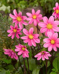 Dahlia Topmix Pink